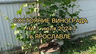 СОСТОЯНИЕ ВИНОГРАДА НА 1 ИЮЛЯ 2024Г. ЯРОСЛАВЛЬ