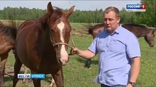 Во Мглине возрождают коневодство