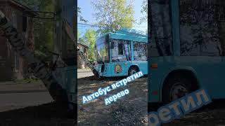 Автобус встретил дерево#shotrs#архангельск#яндекстакси#работавтакси